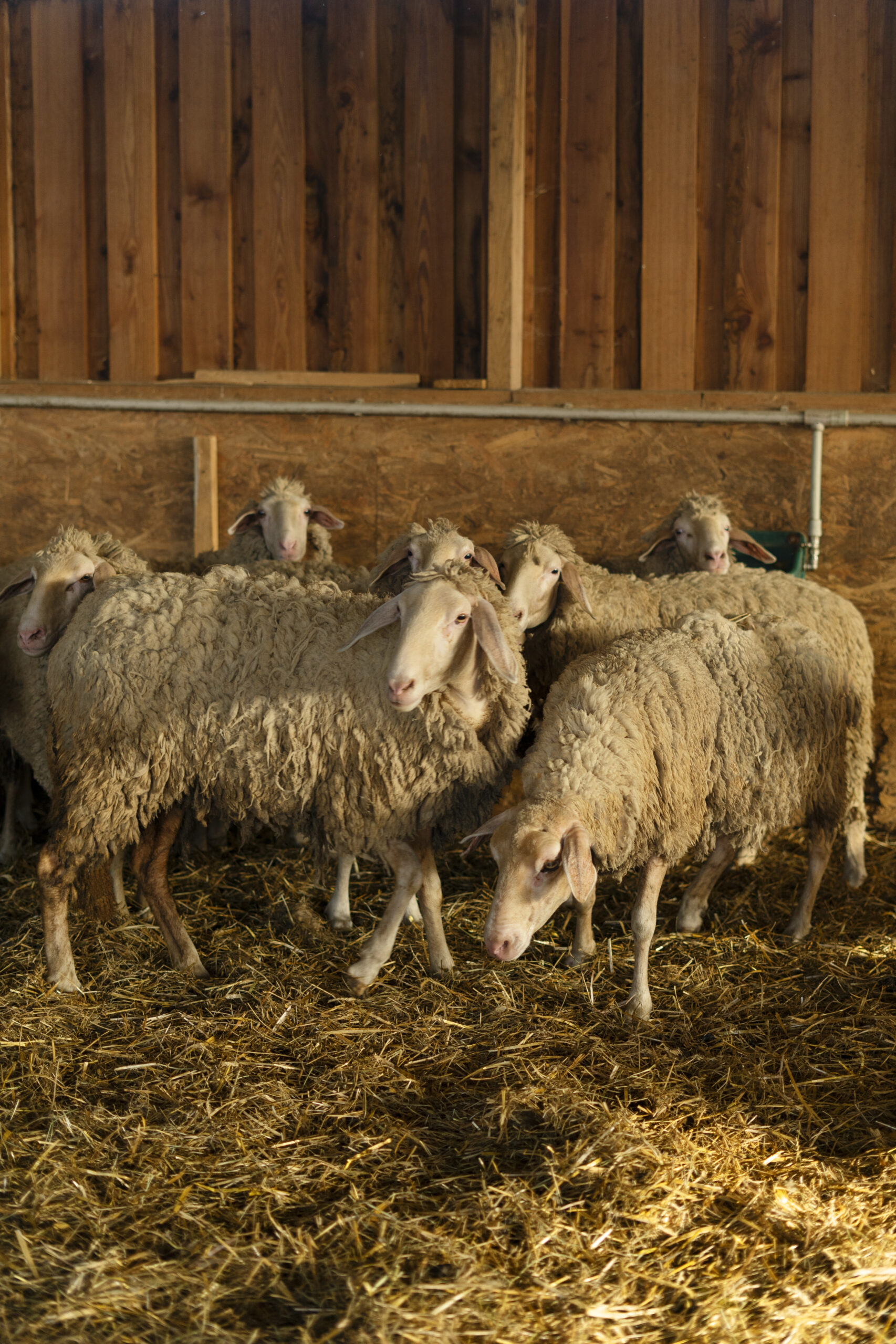 cute-sheep-barn-with-grass