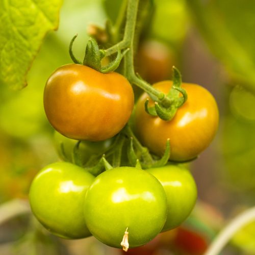 Fresh green tomatoes at the greenhouse. High quality photo